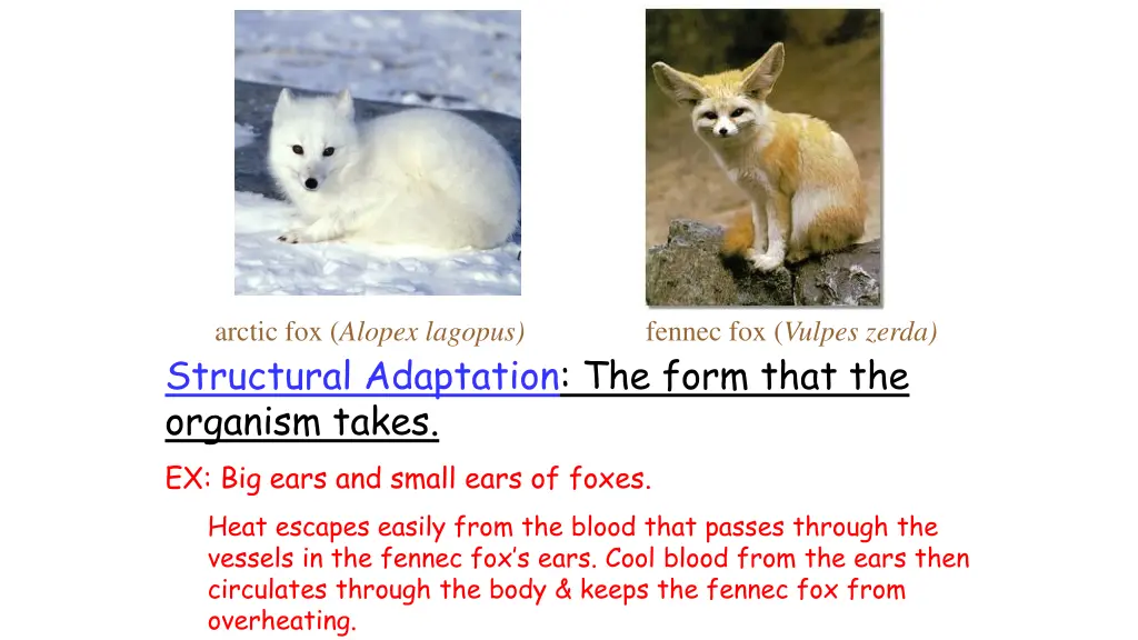 arctic fox alopex lagopus fennec fox vulpes zerda