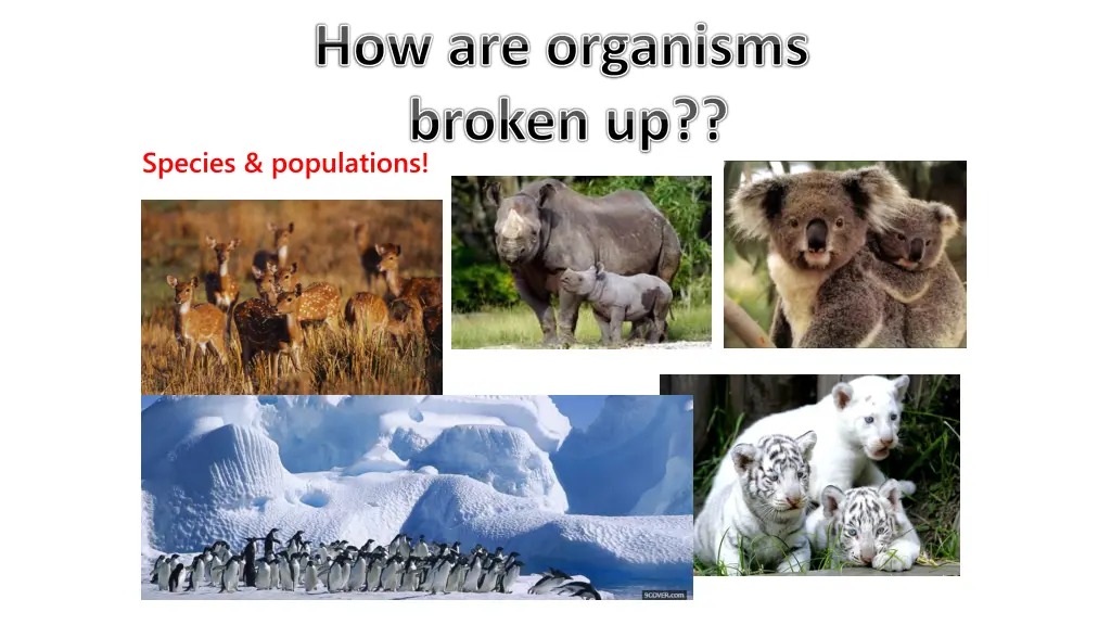 how are organisms broken up species populations