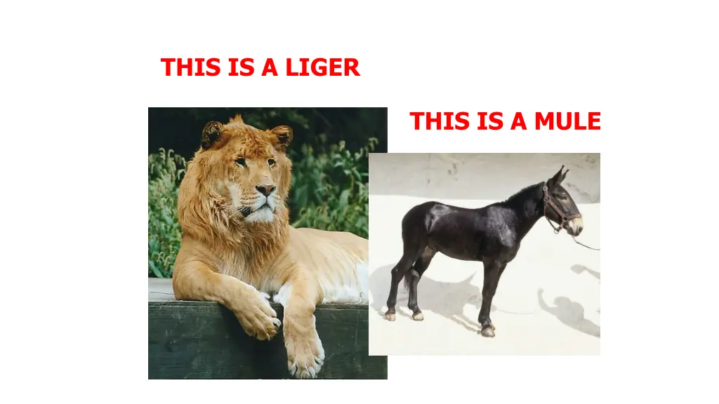 this is a liger