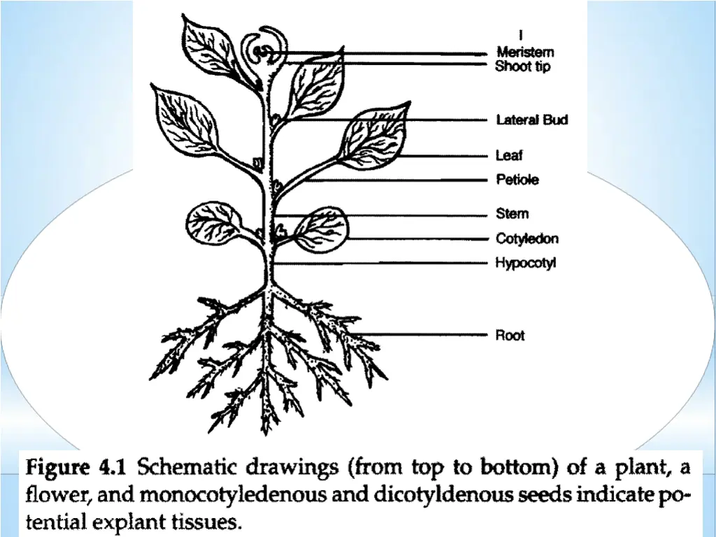 slide11