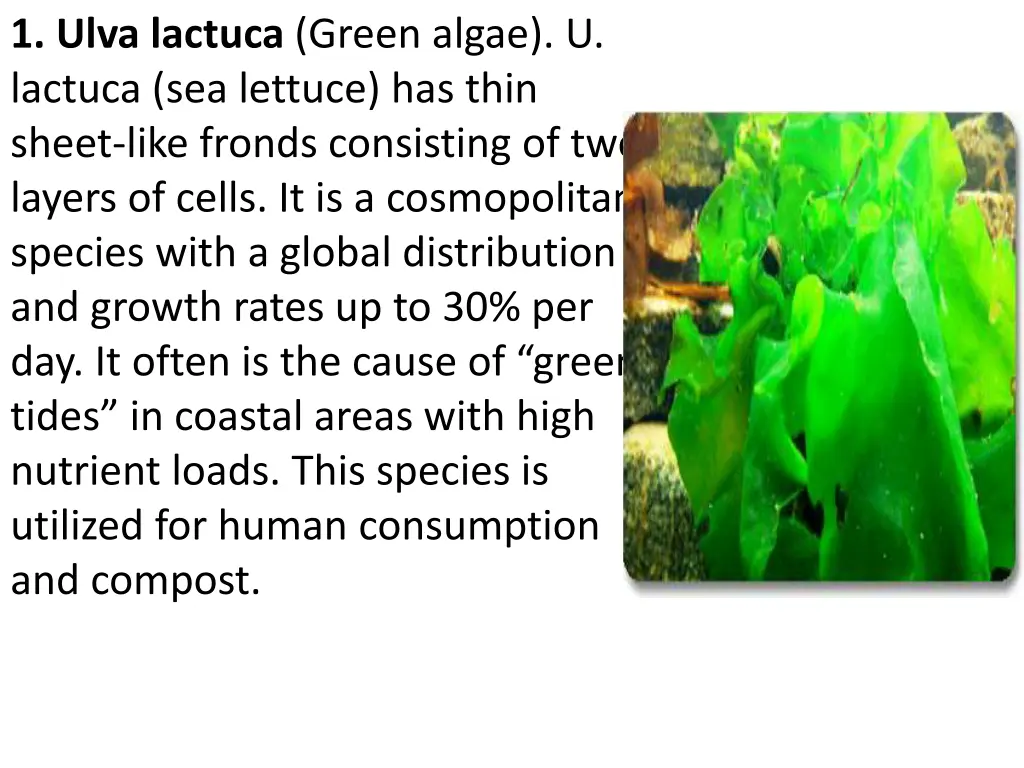 1 ulva lactuca green algae u lactuca sea lettuce