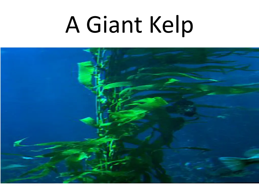 a giant kelp