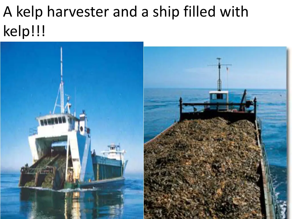 a kelp harvester and a ship filled with kelp