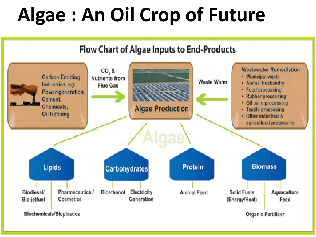 algae an oil crop of future