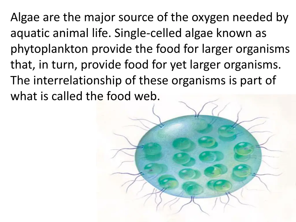 algae are the major source of the oxygen needed