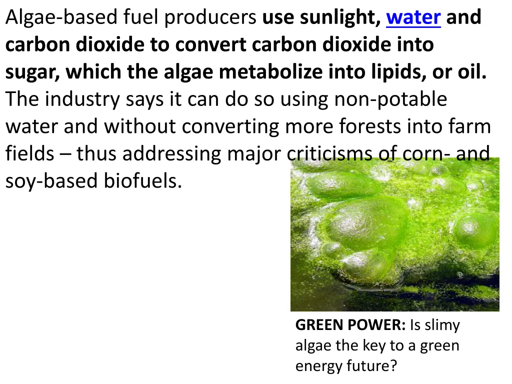 algae based fuel producers use sunlight water