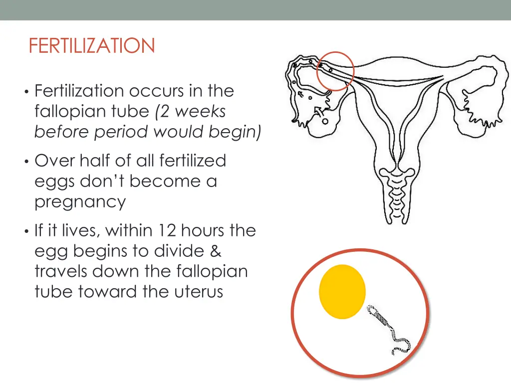 fertilization