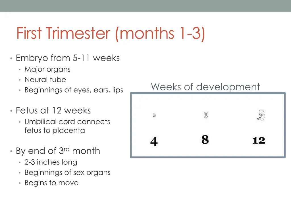 first trimester months 1 3 1