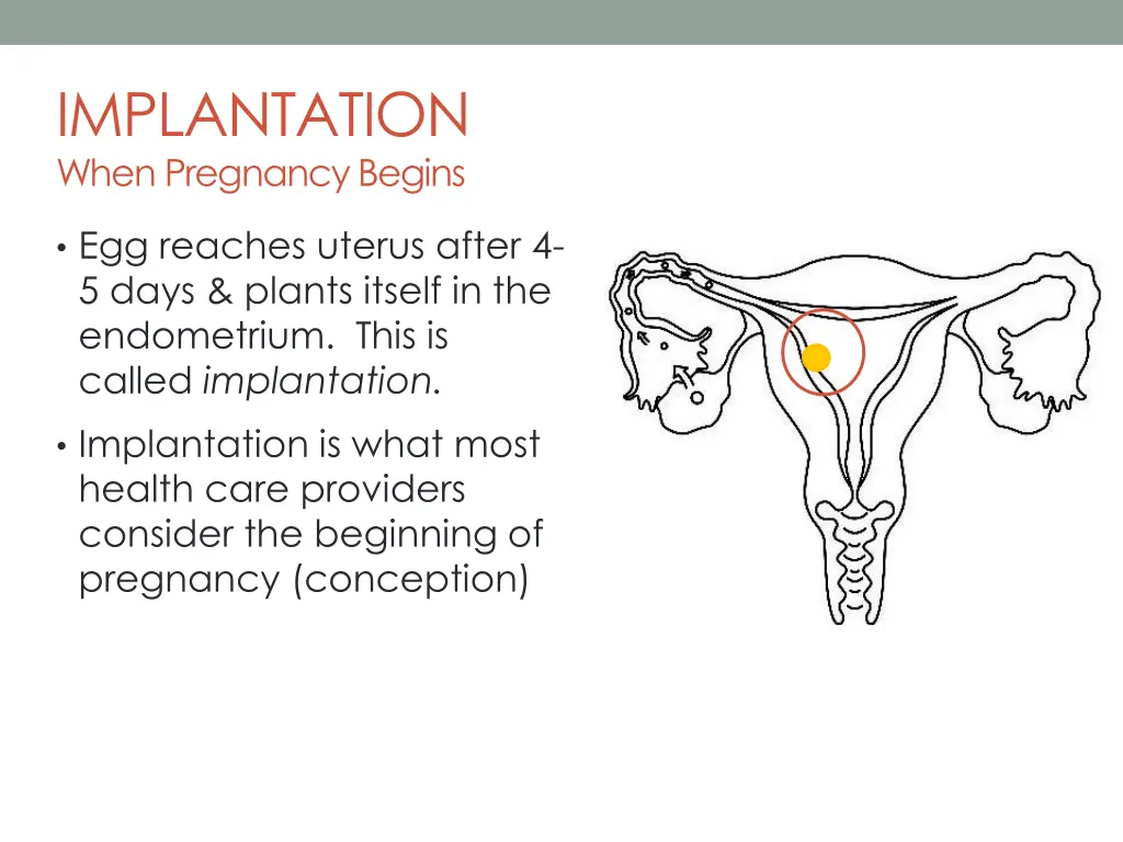 implantation when pregnancy begins