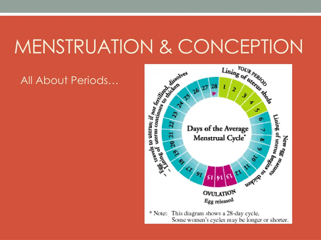 menstruation conception