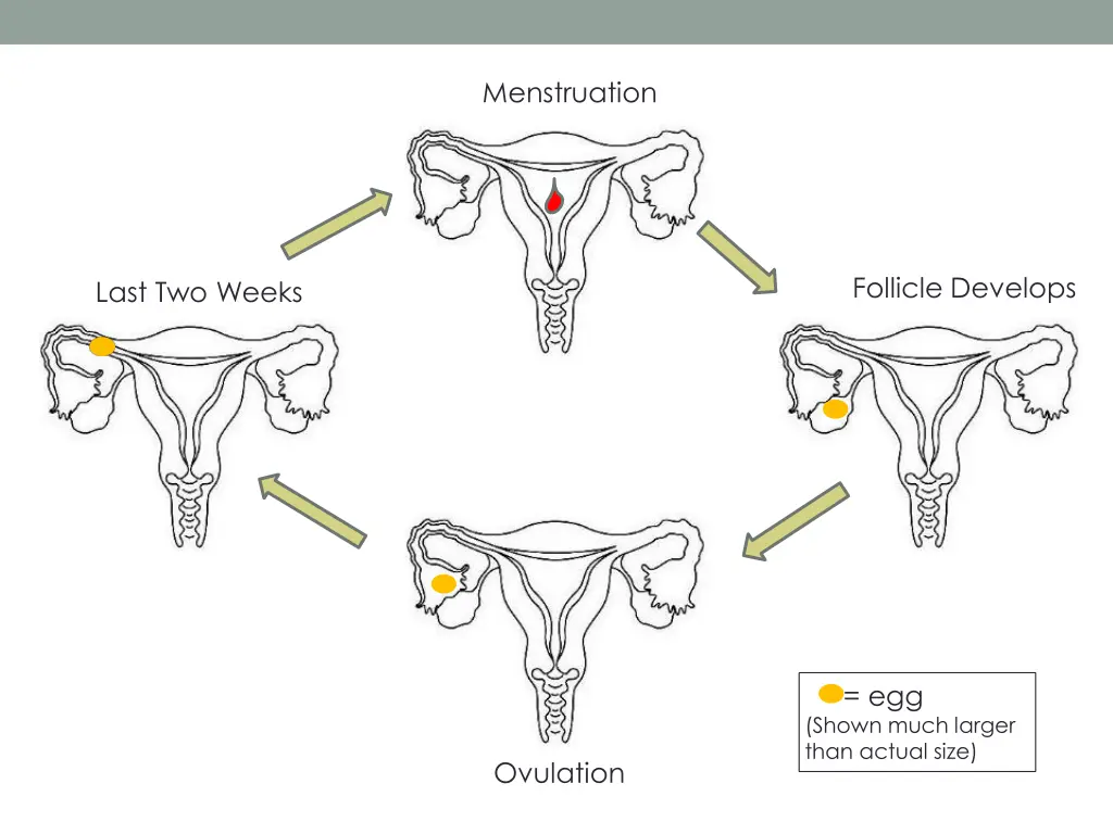 menstruation