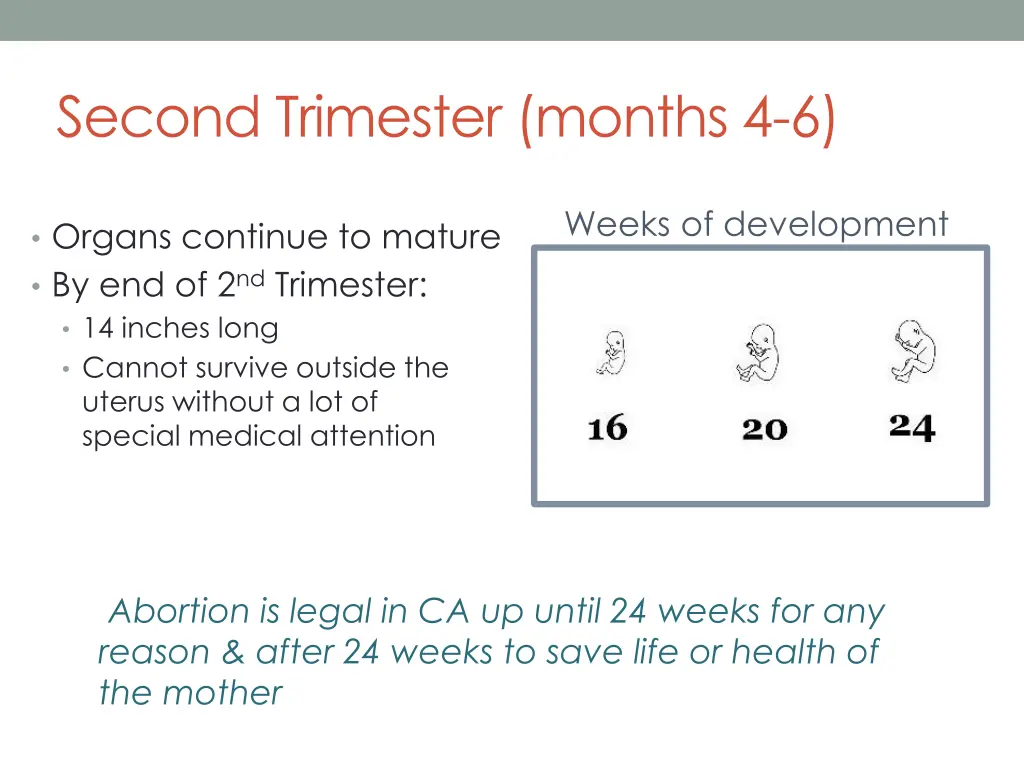 second trimester months 4 6