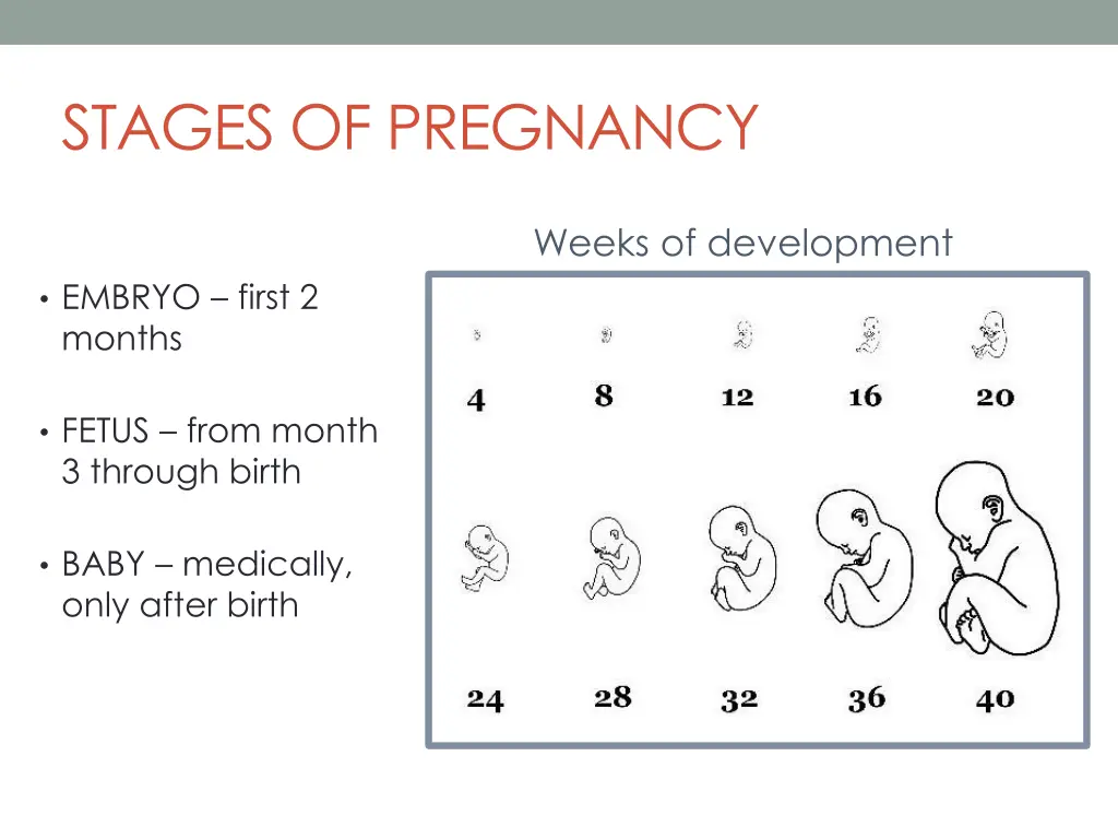 stages of pregnancy