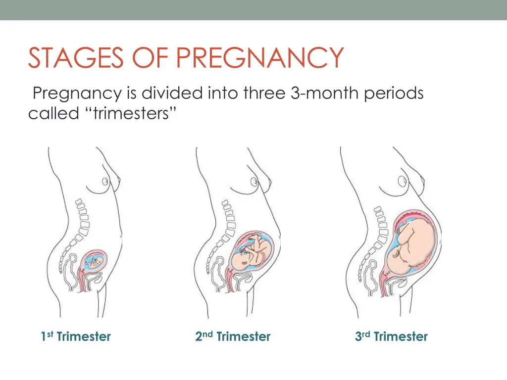 stages of pregnancy pregnancy is divided into