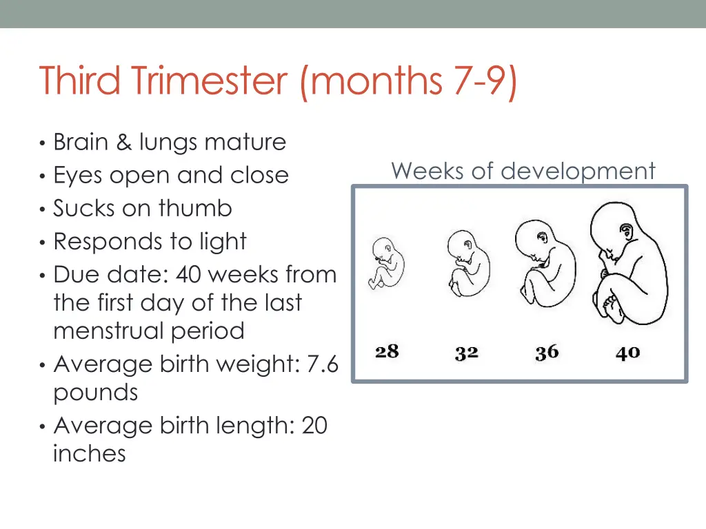 third trimester months 7 9