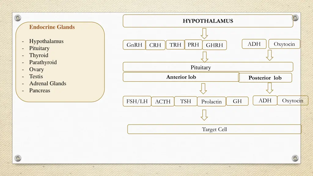 hypothalamus