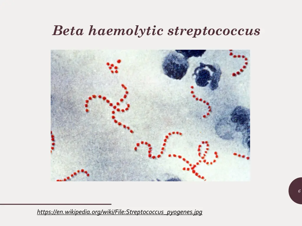 beta haemolytic streptococcus