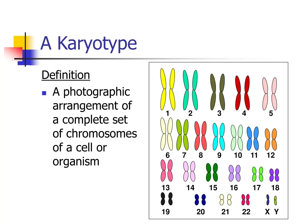 a karyotype