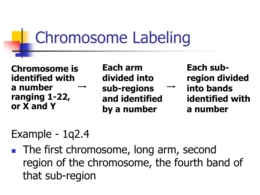 chromosome labeling