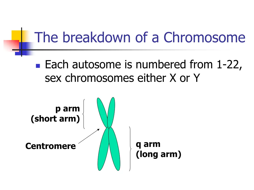 the breakdown of a chromosome