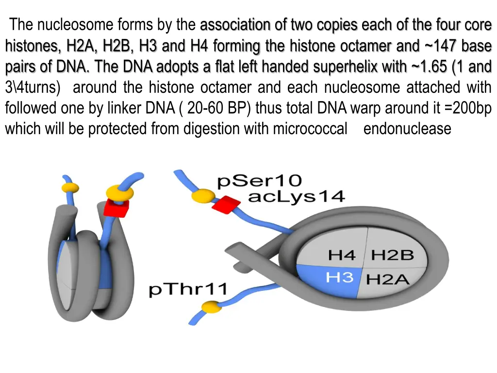 the nucleosome forms by the association