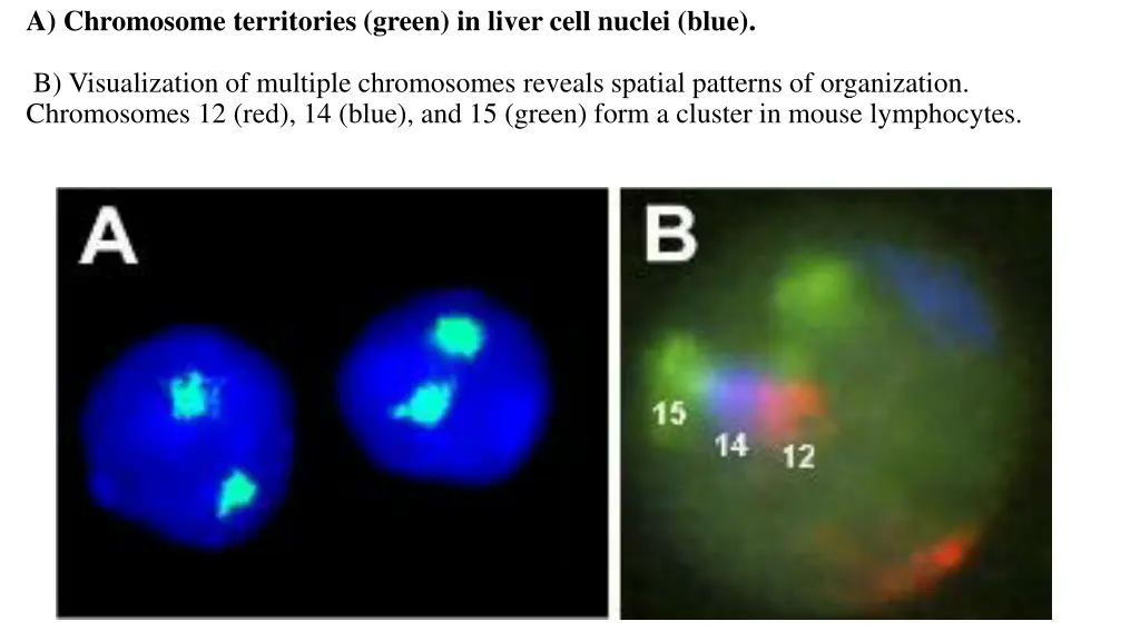 a chromosome territories green in liver cell