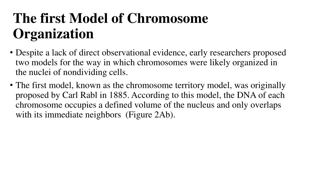 the first model of chromosome organization