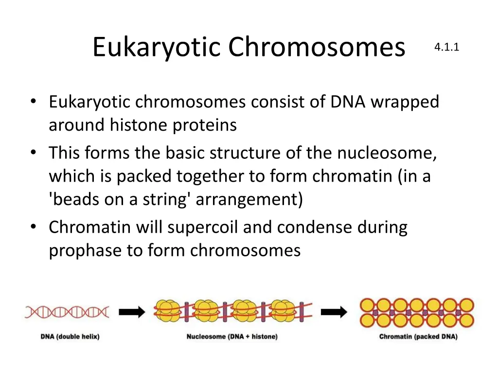 eukaryotic chromosomes