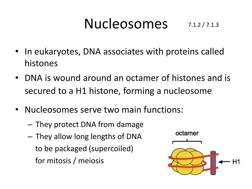 nucleosomes