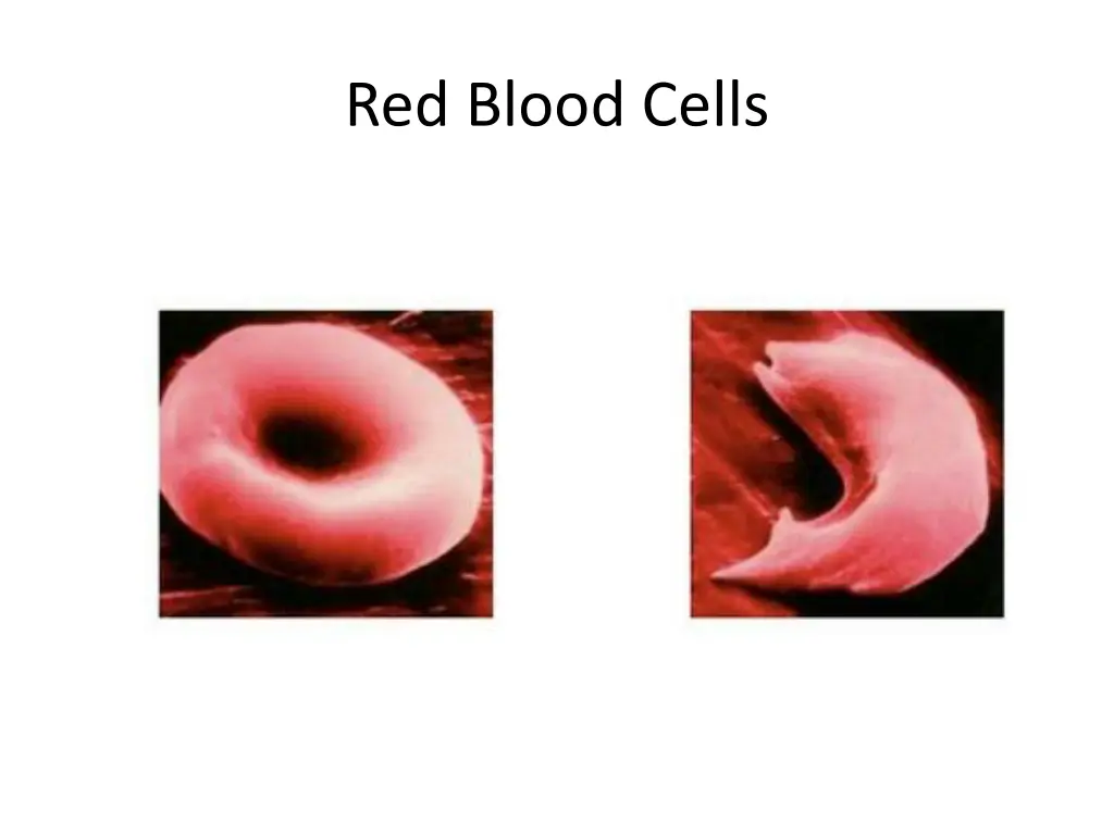 red blood cells