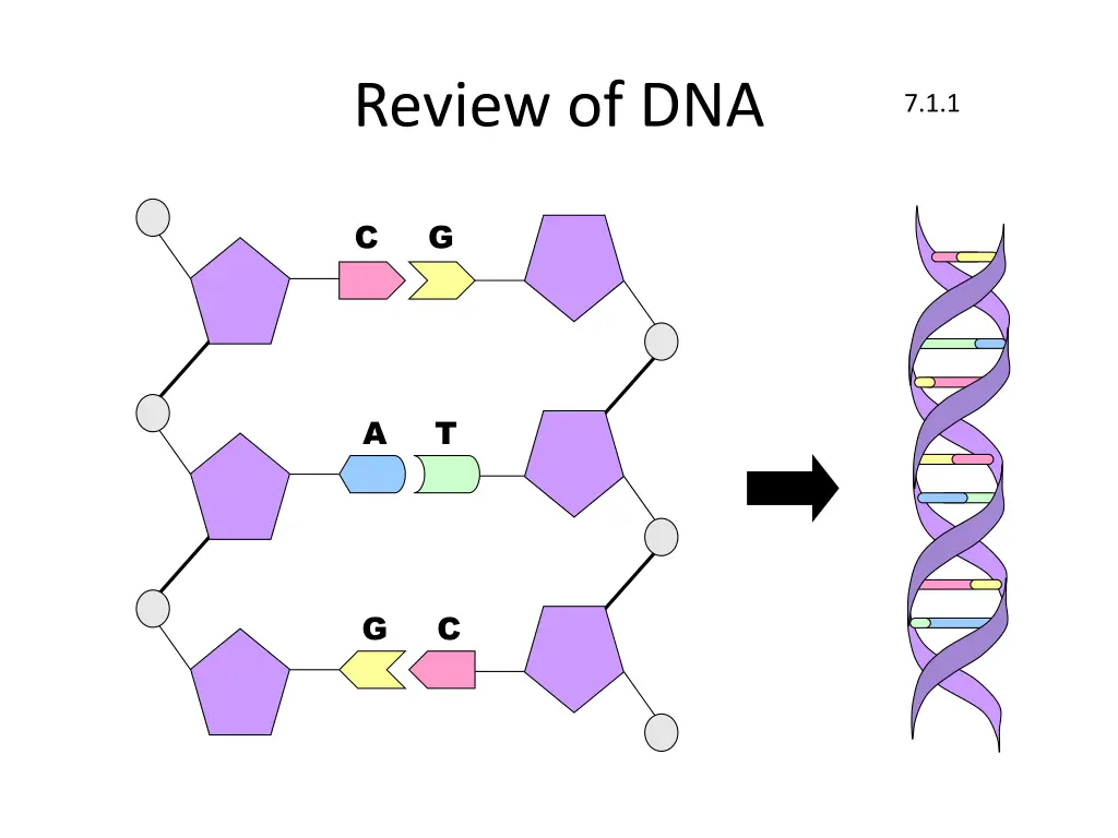 review of dna