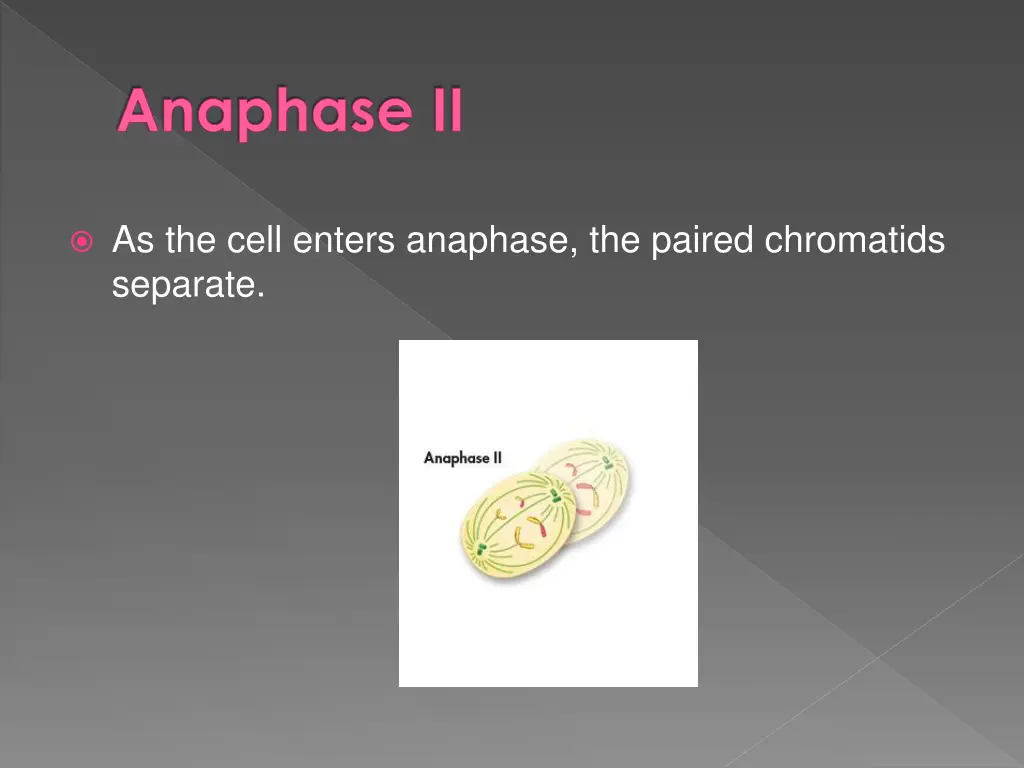 anaphase ii