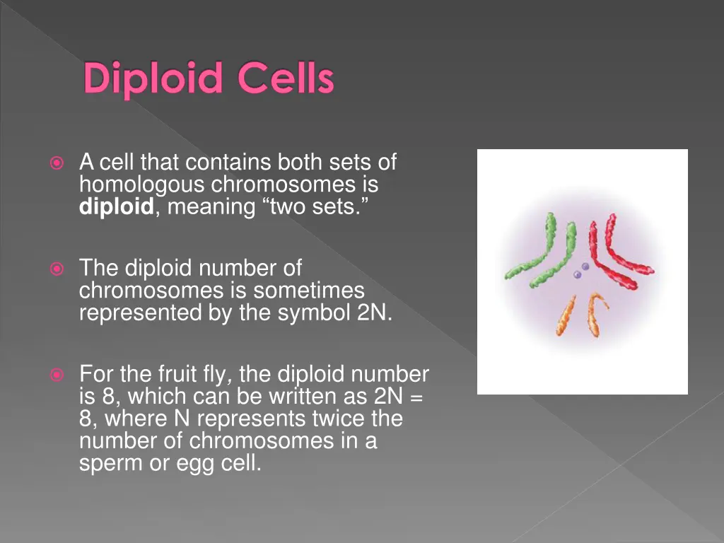 diploid cells 1