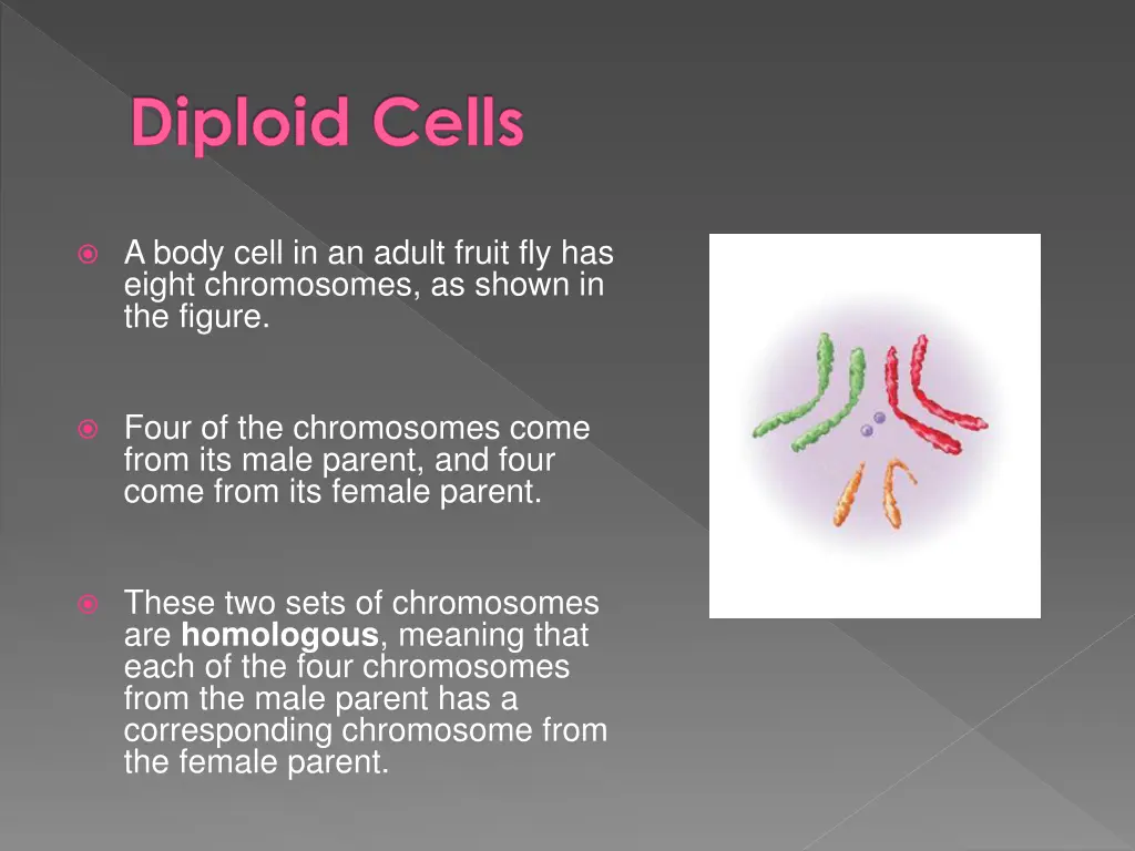 diploid cells