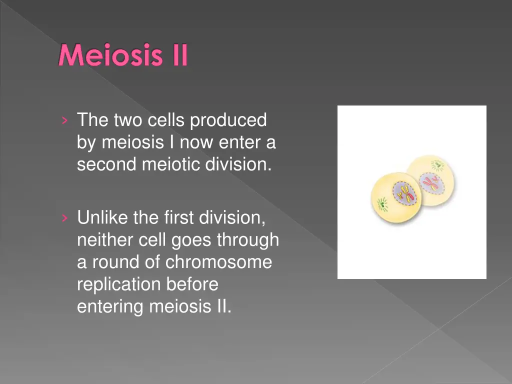 meiosis ii