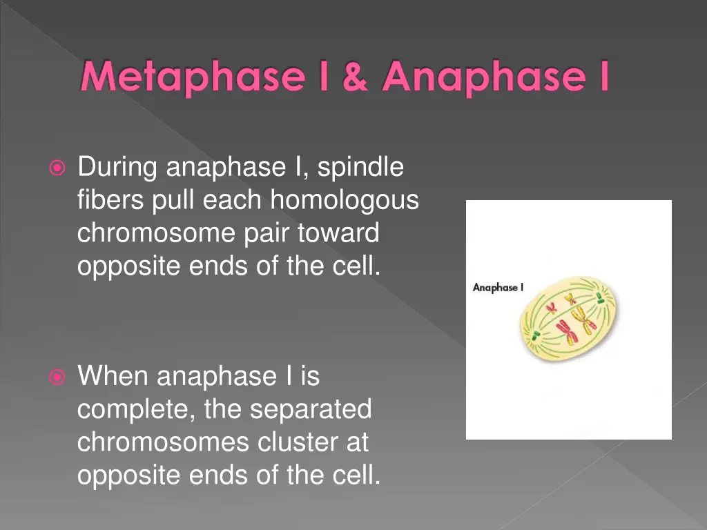 metaphase i anaphase i 1