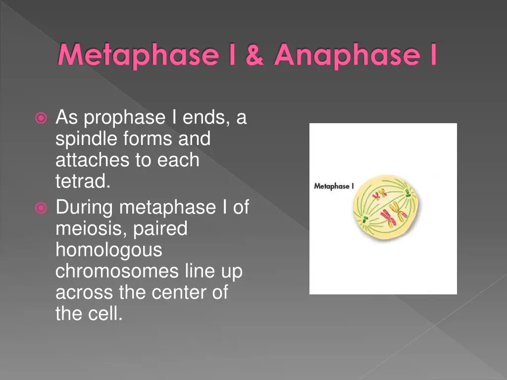 metaphase i anaphase i