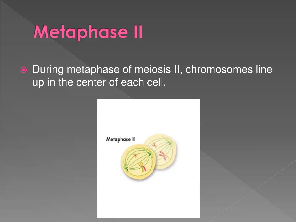 metaphase ii