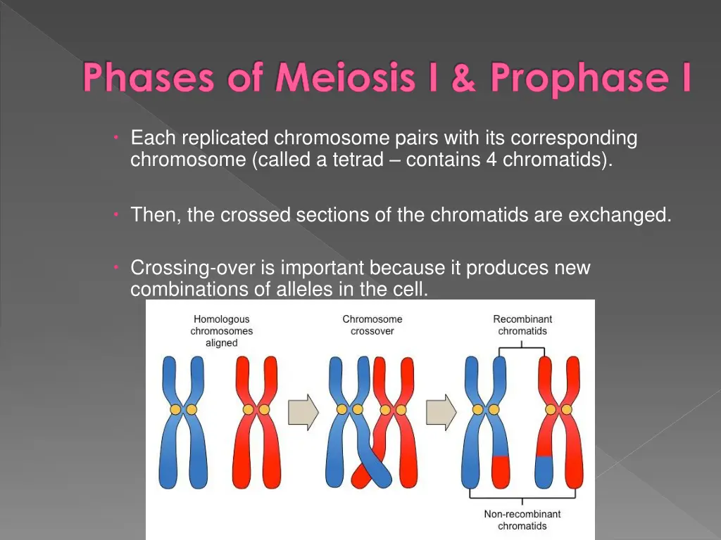 phases of meiosis i prophase i