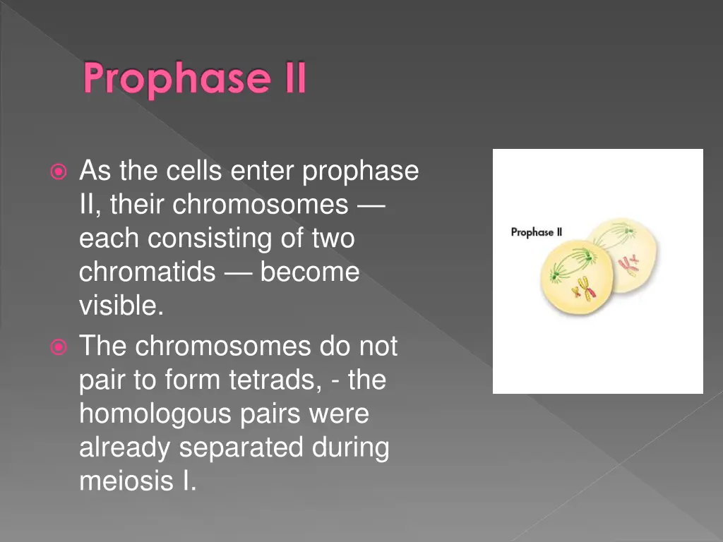 prophase ii