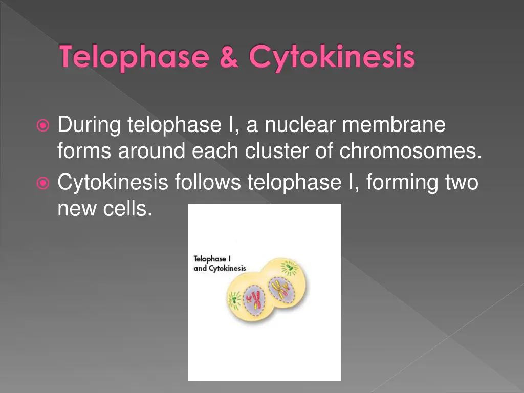 telophase cytokinesis