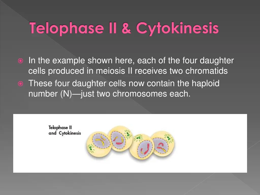 telophase ii cytokinesis