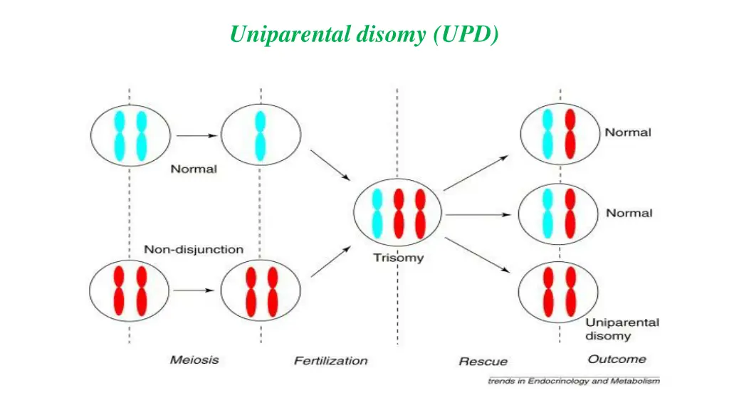 uniparental disomy upd 1