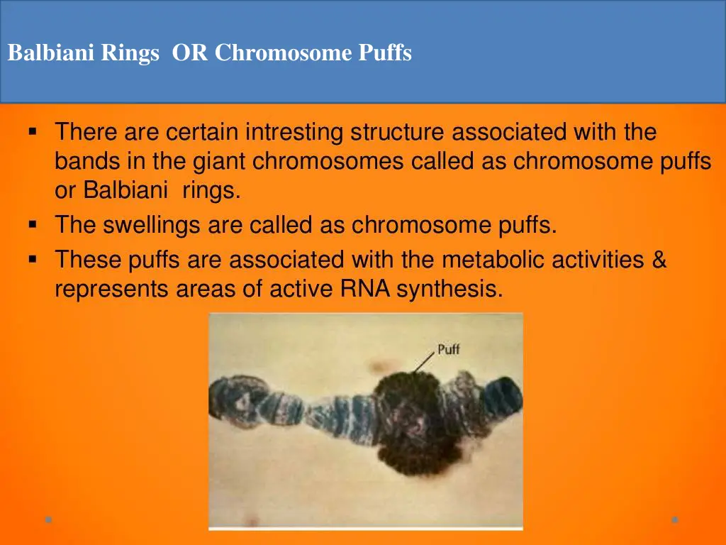 balbiani rings or chromosome puffs