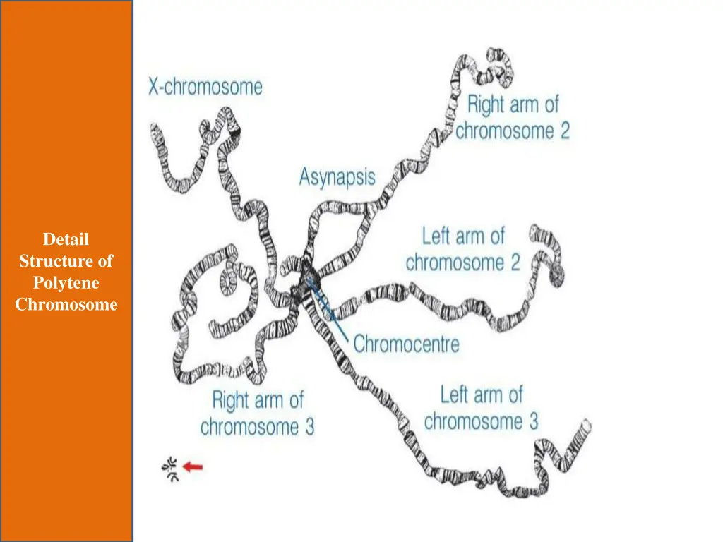 detail structure of polytene chromosome