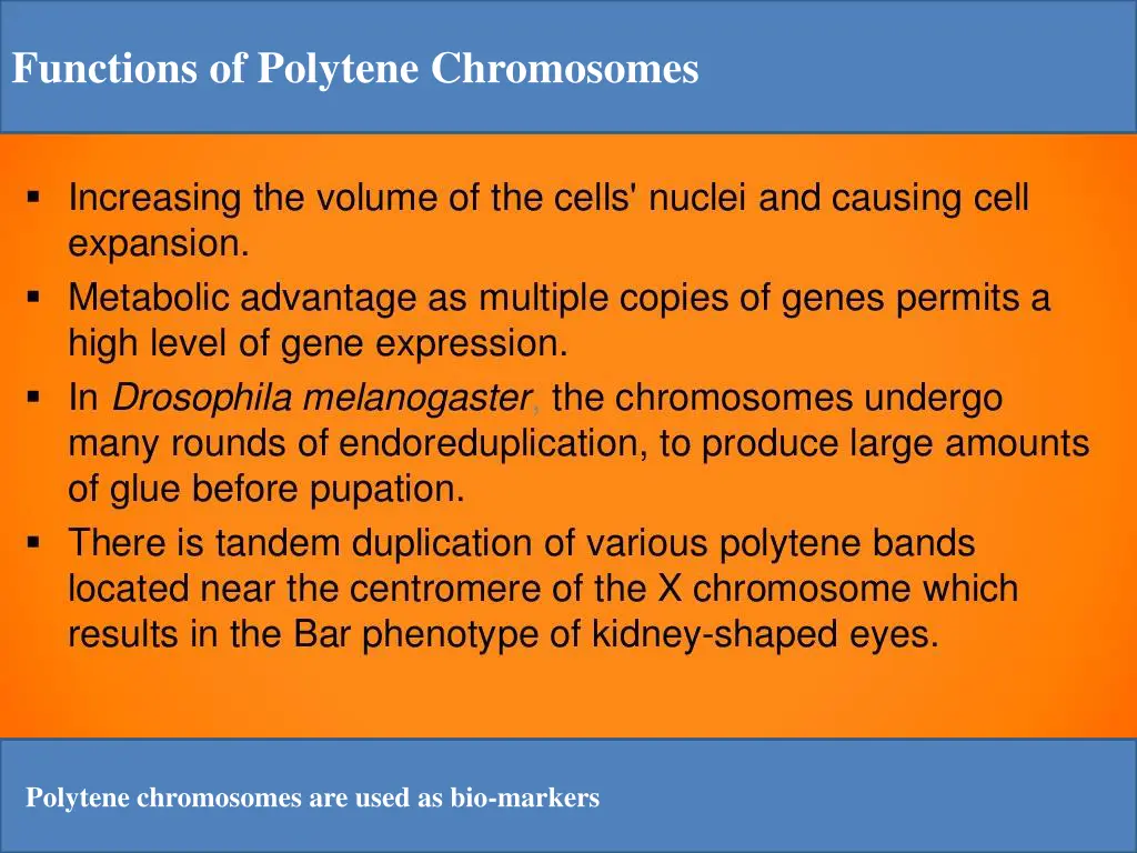 functions of polytene chromosomes