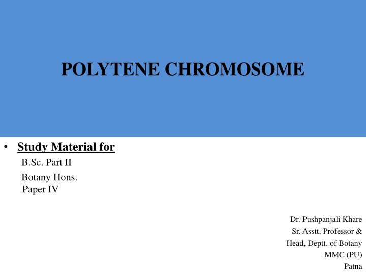 polytene chromosome