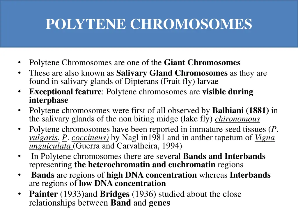 polytene chromosomes