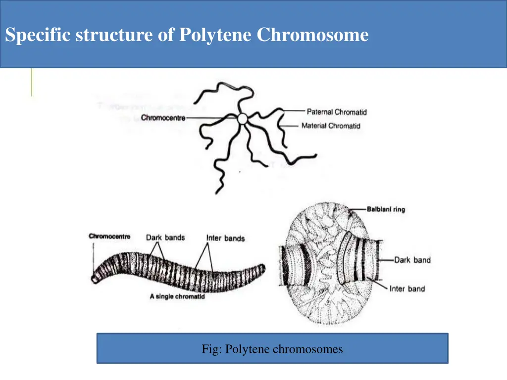 specific structure of polytene chromosome