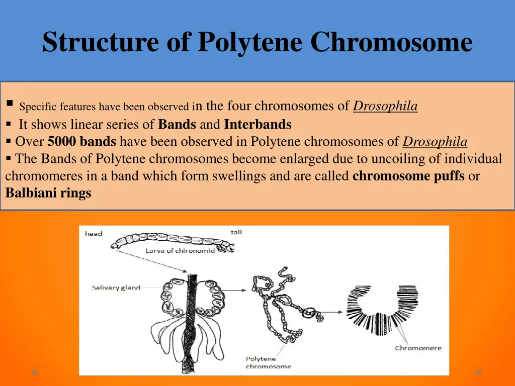 structure of polytene chromosome